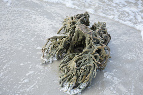 Mermaid's Glove, photo 6 of 7