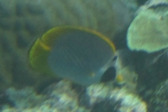 Chaetodon adiergastos