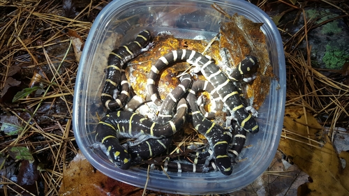 Ambystoma annulatum