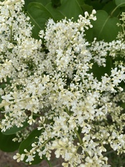 Syringa reticulata