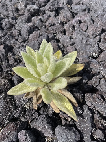 Verbascum thapsus observed 2024-10-05