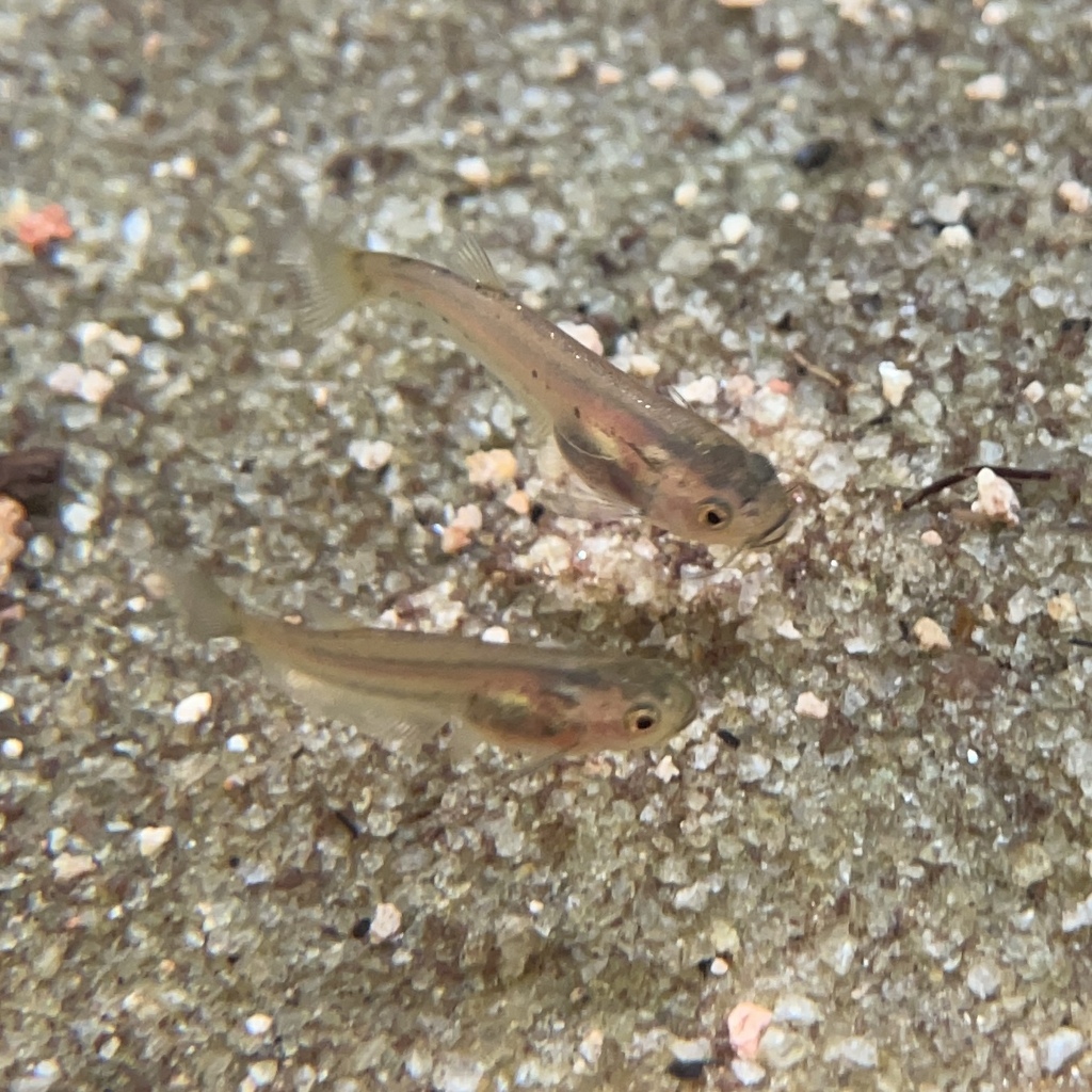 Trichogenes claviger
