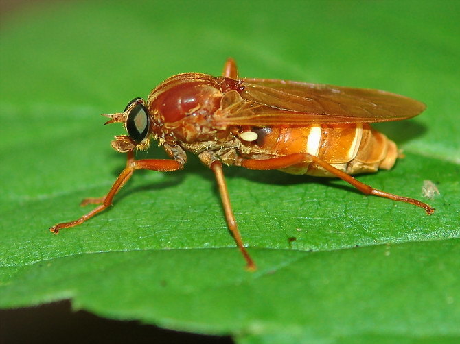 Stink Fly
