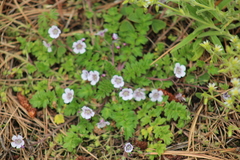 Phacelia platycarpa