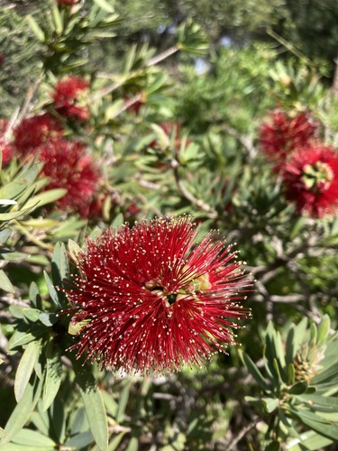 Image of Kunzea baxteri by (c) Katie A, some rights reserved (CC BY)