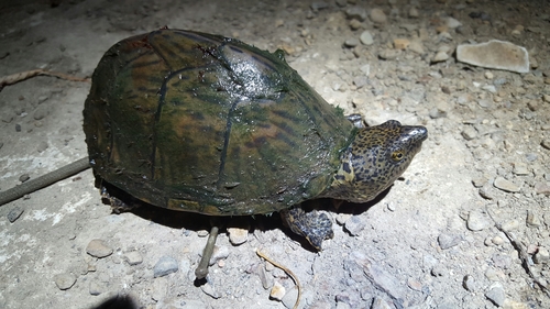 Sternotherus carinatus