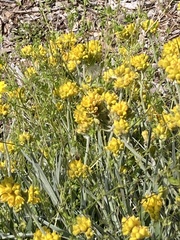 Bracteate Conostylis (Conostylis bracteata)