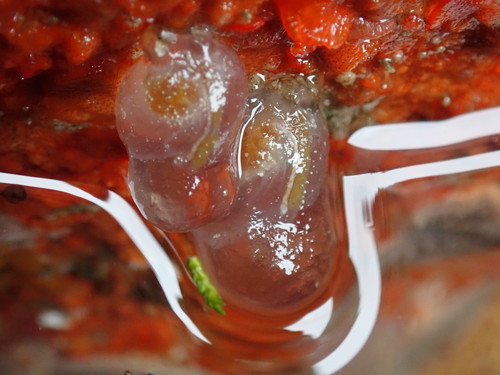 Corella inflata