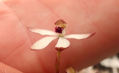 Image of Caladenia cucullata by (c) Ruth Palsson, some rights reserved (CC BY-SA)