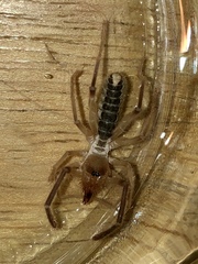 Eremobates palpisetulosus