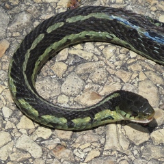 Thamnophis sirtalis semifasciatus