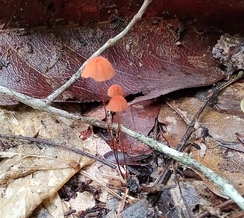Orange Pinwheel (Marasmius siccus)
