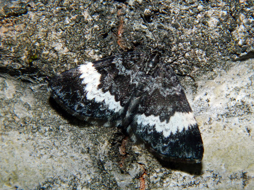 White-banded Carpet Moth