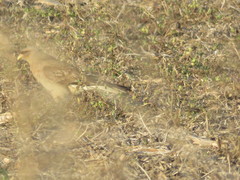 Daptrius chimango