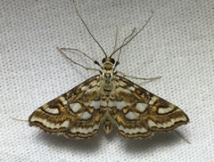 Elophila ekthlipsis