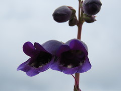 Penstemon gentianoides