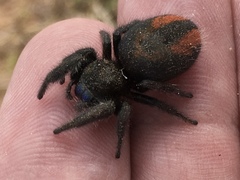 Phidippus ardens