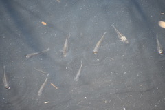 Fundulus heteroclitus