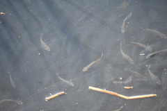 Fundulus heteroclitus