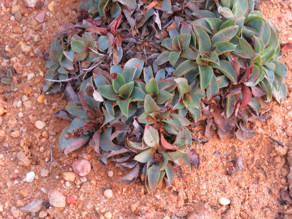 Limonium auriculifolium