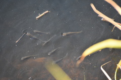 Fundulus heteroclitus