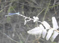 Pseudagrion microcephalum