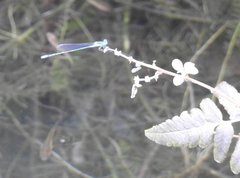 Pseudagrion microcephalum