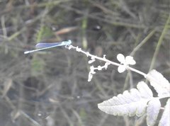 Pseudagrion microcephalum