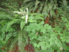 Actaea elata elata