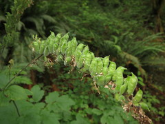 Actaea elata elata