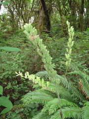 Actaea elata elata