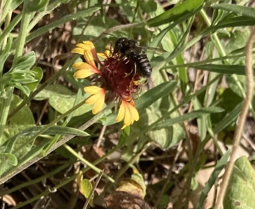Hoary Leafcutter Bee photo 4