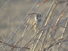 Passer domesticus