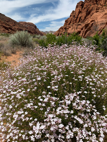 Image of Penstemon ambiguus by (c) Zach Earl, some rights reserved (CC BY)
