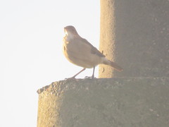 Furnarius rufus