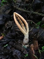 Pseudocolus garciae