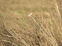Passer domesticus