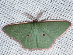 Chlorocoma cadmaria