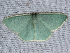 Chlorocoma melocrossa