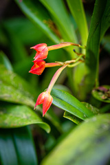 Maxillaria coccinea