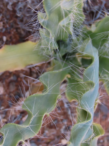 Drimia elata