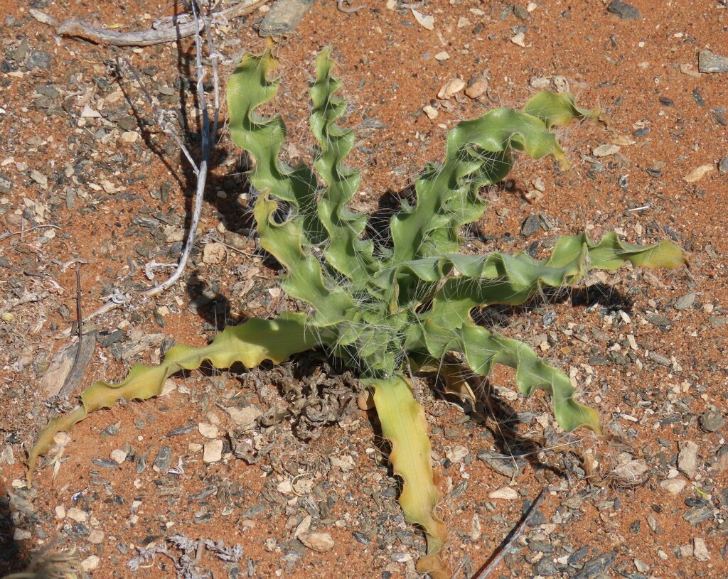 Drimia elata, Karas Region, Namibia