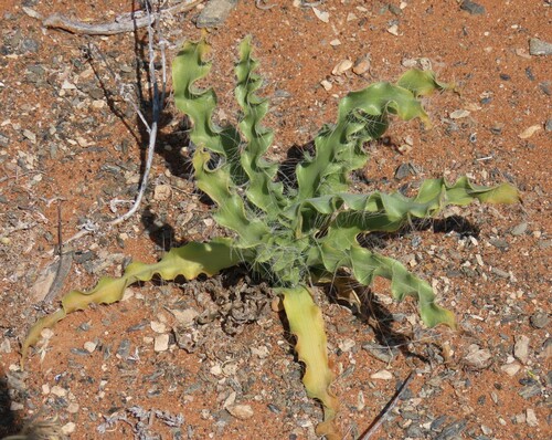 Drimia elata