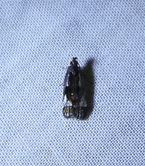 Dichomeris ochripalpella