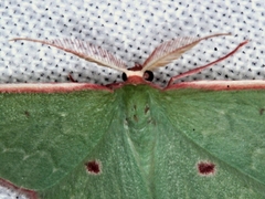 Chlorocoma cadmaria