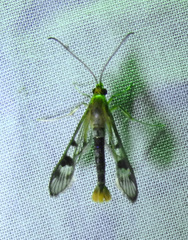 Synanthedon acerni