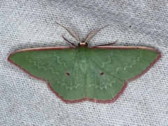 Chlorocoma cadmaria