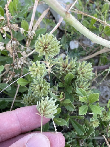 Image of Creeping lovegrass by (c) Sam Kieschnick, some rights reserved (CC BY)