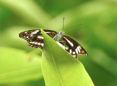 Limenitis sulpitia