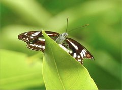 Limenitis sulpitia